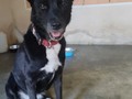 Leyla Mi negra Bella. Una bebé comiendo en la basura, con más garrapatas que cuerpo .  Por más jornadas que fuiste, jamás nadie se intereso en ti. Tu destino era quedarte en casa  Siempre desconfiada, siempre de cuidado. Pero cariñosa. 10 añitos