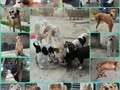 #lamanadafpfencasa 20 seres por los que a diario,.trato de dar lo mejor, a pesar del cansancio que implica, atenderlos a ellos, salir a trabajar, atender a la.manada en resguardo, y llegar otra vez a casa a atenderlos . Levantarse días como hoy a las 3am a sacar a orejas porque lloraba porque Tania ganas de hacer sus necesidades, luego pararse a las 5am porque Max trataba de salir del cuarto, mi cuarto, donde duermen 7, porque también tenía ganas de hacer sus necesidades, aún cuando todaaaas las noches, estan hasta las 11-12 pm fuera y pueden hacerlo.  Nadie, absolutamente nadie, sabe lo que vive cada rescatista a diario con su manada. Y habrá quien diga, "bueno nadie te obligó a rescatarlos", y a.lo.que respondo, si me obligaste tu, que dices no poder rescatar un gatito o perrito porque ya tienes uno en casa, me obligaste tu, que tienes.mascotas sin Esterilizar pariendo y regalando a quien sabe quién los cachorros, tu que dejas salir a la calle tu mascota, y sufren accidentes. Pero sobre todo me obligó y me obliga mi corazón.  Muchos hacen comentarios y hasta dan consejos de como hacer nuestro.trabajo, sin tener la.mas remota idea, de como vivimos, si contamos con espacios.donde tenerlos,o separarlos, si tenemos para comprarles el alimento, o si tenemos para llevarlos a un veterinario, vacunarlos o desparasitarlos, sin saber si todos se llevan bien como para tenerlos juntos, sin saber los sacrificios que a diario hacemos.  Es mejor callar que comentar sin saber que hay detrás un vídeo, de una foto, o de un grito de desahogo, porque recuerden que somos humanos, y a veces es tanto pero tanto el estrés o cansancio, que sentimos ganas de tirar la toalla, ganas de llorar.  Seamos más empá, critiquemos menos,.juzguemos menos, investiguemos más, y ayudemos más!!! Anímate a ser padrino o madrina de la manada, tu UNICO compromiso será hacer un aporte MENSUAL equivalente a $1 . Elige a uno de nuestros nenes 🐾🐾 y apadrinalo 🐾🐾 más amor ❤️ y menos mala intención.  Lo siento, perdóname, gracias, te amo! ❤️🐾❤️💪❤️💪