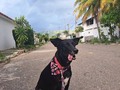 En agosto 2020, entregué a esta negra hermosa en Adopción!! Hoy doy gracias a Dios, por Haber elegido bien!!  Una joven súper comprometida, y responsable, ha cuidado de ella, mejor imposible!! . Gracias Mariale por todo cuanto le das, ❤️ gracias por darle una vida feliz!!  Por más adoptantes así 🙏🙏🙏🙏🙏 Hella, Dios te siga bendiciendo, mi negra bella .