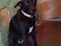 Negra 5 añitos aproximadamente . Una noche unas cuadras antes de llegar a mi casa, la Vi, quise hacerme la ciega y seguir, pero mi corazón dijo que no!!!  Allí estabas buscando comida, súper flaca y con muuucha sarna . Aquí estás, hermosa, repuesta, y espero que feliz, !!!  . Mucha precaución tengo al ver pasar los.meses, y aún no tener un lugar donde pueda mudarte a ti y a tus hermanos de manada.  ⌛ Pero tengo fe en mi Dios! Se que lo lograremos🙏🙏🙏 ❤️ #manadaenresguardofpf