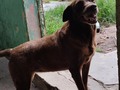 Choco 8 años aproximadamente . Por supuestamente matar unas gallinas, llegaste a mi, serían solo unos meses, que se han convertido en años. La súper hiper cariñosa choco. . Mucha precaución tengo al ver pasar los.meses, y aún no tener un lugar donde pueda mudarte a ti y a tus hermanos de manada.  ⌛ Pero tengo fe en mi Dios! Se que lo lograremos🙏🙏🙏 ❤️ #manadaenresguardofpf