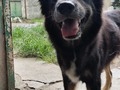 Ñongo 10 años aproximadamente Un guerrero, sobreviviente de moquillo. 3 meses de lucha diaria, que valieron la pena, que me odiaras por tanto inyectarte, valió la pena, porque hoy me.amas, ( hasta que me ves una jeringa jajajaja/).  . Mucha precaución tengo al ver pasar los.meses, y aún no tener un lugar donde pueda mudarte a ti y a tus hermanos de manada.  ⌛ Pero tengo fe en mi Dios! Se que lo lograremos🙏🙏🙏 ❤️ #manadaenresguardofpf