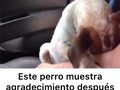 Vi este video, y me recordó a SKY, siwy me pone su patita como diciendo gracias, y me ve con. Una carita . Deslicen y vean ustedes mismos....