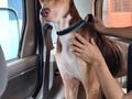 Lo llevamos al veterinario!!!!!!  Y contra pronóstico y asumiendo el riesgo ( gracias a Dios, aguanto el guerrero!),, se anestesio para hacer limpieza profunda y evaluar si hubo daños en el recto, los gusanos comieron la gladula anal, y estuvieron a muy poco de dañar esfinteres, aún debemos esperar a ver cómo defeca en los próximos días, para confirmar que no hubo daños 🙏🙏🙏 Hoy solo 5 personas han puestos su granito de arena, para Becky y Vin. Gracias, gracias, gracias!!!  Espero se sumen más personas,.porque será un camino largo la recuperación de ambos, hoy adquirimos deuda por $60, debemos $25 a los veterinarios que lo atendieron, y casi $35 ( tratamiento, y lo necesario para sus curas), que debemos pagar mañana . Por favor apoyanos donando 10Bs, 0 $1 todo suma !!  También debemos comprar mucha pero muchas proteínas, patas de pollo,hígado de pollo, tanto para Vin como para Becky. Ayúdame a ayudarlos por favor, no quiero fallarles de nuevo 🙏