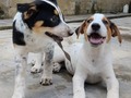 Estas bellezas están en adopción ! buscan familia,. responsable, que los ame!!! Tienen 2 meses, y serán tamaño grande