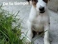 Anímate a colaborar 🙏 con tan solo 10Bs ya estás apoyando!!! Son más de 23mil seguidores, imaginen que 1000 ponen su granito de arena!!  Ayúdanos a invitar a todos a colaborar, menciona a una persona en esta publicación, e invitarlo a colaborar con tan solo 10Bs, juntos podemos lograr grandes cosas ! ... Solo ANIMATE!!!,  . Yo empiezo mencionando a una persona al azar, tu sigues...., Cuento contigo 💪❤️🐾🐾 . Pago móvil: Banesco RIF J -40238966-3 04265400225 Fundación Patitas Felices . Si estás fuera de 🇻🇪 Puedes ayudar vía  Zelle: datos al direct Paypal fpatitasfelices@gmail.com Patreon: enlace en el perfil