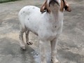 Buscamos familias responsables, capaz de amarlos, cuidarlos, tanto como se ama a un hijo!  Sabiendo que no solo de amor vive el cachorro, necesitará vacunas, desparasitacion, vitaminas buena alimentación, y atención veterinaria cuando lo amerite, Gastos que debemos tener presente, y debemos evaluar de si podemos asumir ! . Estamos en Naguanagua, por lo que queremos ubicarlos en Naguanagua o zona cercana, para realizar las vistas de seguimiento.  Tienes aprox 2 meses de edad, y serán tamaño GRANDE! .