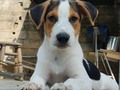 Los bebe de Sky En adopción. Edad aprox 2 meses y medio. Buscamos hogares RESPONSABLES, y con las posibilidades de darles lo que necesitan.