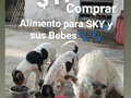 Gracias a un padrino tenemos $10, nos falta aún $27 para comprar medio saco de perrarina para cachorros!, Eso es lo que comen SKY y sus bebés. Para ayudar a SKY con su recuperación y a los bebés a crecer tan bellos como van.  . Si te animas aquí te dejo los datos de  ❤️Pago movíl: Banesco RIF J -40238966-3 04265400225 Fundación Patitas Felices . ❤️Zelle datos al direct ❤️Paypal fpatitasfelices@gmail.com ❤️Patreon enlace en el perfil de Instagram.. 🐾 🐾 Contamos contigo! 🙏