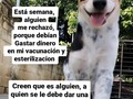 Mis condiciones de vacunacion y esterilizacion, son por ellos 🐕 y para ellos🐕, para tratar de garantizar una vida mejor y saludable!  Solo daré en adopción mis mascotas a quien esté de acuerdo con esas condiciones 🙏