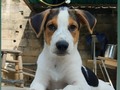 Triste, que aún hayan personas que se niegan a castrar.  . Daré a mis cachorros a quien entienda, que la esterilización, tanto en hembras como en machos, es con el fin de evitar enfermedades, escapes, peleas callejeras, heridas, atropellamientos, gusaneras, más cachorros en situación de calle etc etc etc  . No era el hogar para ti hermoso!, Seguimos en la búsqueda 🙏