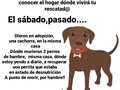 Ir a conocer el hogar y el entorno dónde vivirá tu rescatad@ es importante, tal vez veas cosas que te sugieran que no es el hogar que buscas para el o ella.  No puedo describirles lo que sentí al ver a la nueva cachorra de la casa, al tiempo que estaba dando las medicinas y alimento, para recuperar del gravísimo estado de desnutrición en qué está una de las mascotas de esa casa,dónde a diario voy a atenderla., Y sabiendo que otros murieron por hambre, porque enfermaron y no tuvieron como llevarlos a un veterinario.  Y se preguntarán, por qué no se las quitas ?  Respuesta: Si no tengo donde llevar a la manada que tengo en la casa que debo desocupar, si no tengo donde llevarme a la que está en desnutrición ( por eso voy a diario), ¿como me llevo a esta otra perrita?  No tengo donde meter a uno más, y de paso mi casa sé inunda, así que debo corregir para que los 20 que tengo acá, no sufran cuando llueve .  Si conoces a algún proteccionista, que haya dado en. Adopción hace unos días a una cachorra marrón, recién esterilizada, en Naguanagua, sugierele que la visite 🙏
