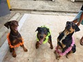 🐕 . . . . . . . . . . . . . . #doberman #dobermanbronw #rottweiler #diberdogo #canes #dogsofinstagram
