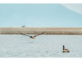 #pics #pic #pelicans #pelican