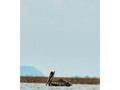 #pics #pic #pelicans #pelican