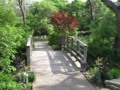 Wooden Bridge 1 - Fort Worth Botanical Gardens