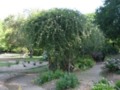 Big Flower Bush 1 - Fort Worth Botanical Gardens
