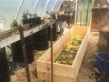 greenhouse rehab in effect. #greeneville #eatlocal #permaculture