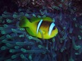 Tenemos a Nemo, pero ¿dónde está Dory? 🤔😌 Pez payaso, Amphiprioninae, intensos colores contrastados, viviendo conjuntamente con las anémonas.  #buceo #buceoenvenezuela #scuba #scubadive #scubadiving #diver #divingtrip #divingin #diveclub