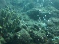 Este es un punto de buceo, que se encuentra el el Parque Nacional Mochima, cuyo atractivo es la actividad hidrotermal en el fondo marino.  #farallóncentinela #faralloncentinela #buceoenfarallón #buceoenvenezuela #buceovenezuela #scubavenezuela ##divevenezuela #grandiosavenezuela #scuba #scubadive #diving #padi #submarinismo #diveclub #divewithus #buceo #vipdiving #divingpassport #sportdivermag #divingelba #divingitalia #viajandoporvenezuela #mochima #buceoenmochima