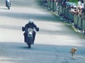 El Perro Más Bala De Colombia🐶🚀 Se Encuentra En #LeridaTolima  😅😂😂😂
