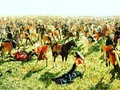 También la gran Batalla de Sarandí de 1825 (en Hongo Park)