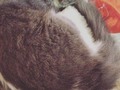 Panchito no tiene problemas de insomnio 😸 (en Hongo Park)