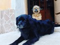 Cuchi y Tobías Ezequiel haciendo guardia frente a casa… ✌🏿 (en Hongo Park)