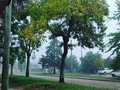 Arbolito que se adelantó al otoño! (en Hongo Park)