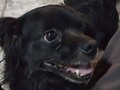 Un día como el de hoy, pero de 2014, nacía Tobías Ezequiel (junto a sus dos hermanas).  Es el hijo de Cuchi y es el más loquito de todas las mascotas de la casa… Igual, es muy querido y mimado.  Feliz Cumple!!! (en Hongo Park)