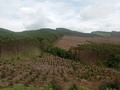 Cali, La Cumbre, Pavas, Restrepo, Lago Calima 🌲🌳🍃🌱🪴