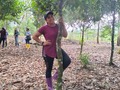 🍃🌳