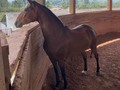 ILUMINADA DE LA JOYITA [Barrabás de los Acantos x Protagonista de la Joyita (Ónix x Mensaje). 35 meses #criaderolajoyita #linajedecampeones