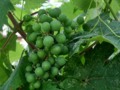 #wine #grapes