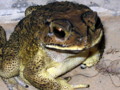 A Giant Toad posing for me