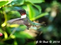 Hummingbird 2016