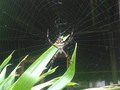 #spider #peruvian #jungle #amateur #photography #traveloften #travel #перу #да #instatravel #instago #instamood