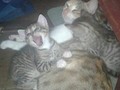 #happymothersday #catslover #cat #catsofinstagram #amazonas #my #son #miss #u #photooftheday #picoftheday #tb #tbt #instamood #instacat
