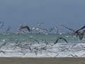 #seagull #fly #sand #sea #travelgram #traveloften #instago #instaphoto #photooftheday #color #colorful #landscapephotography #landscape