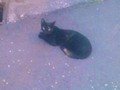 Aquí pensando en Raccord 🐱
