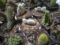 Conoce la gran variedad de especies de cactus que cuidamos con mucho amor  PIDELOS AL 🏃 📱3007465115  #regalanatural #recordatorios #regalavida #regalaamor #regalasuculentas #regalavidaregalaamorregalasuculentas #regalo #regaloscali #amorsuculentas #suculentasconamor #suculentascali #succulover #suculentas #succulents #yocreoencali #creoencali #comprolocal #hechoconamor #Crassula #cactus #cactusysucculentas