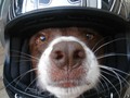 Have motorcycle, will bark