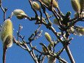 Day 48 Fuzzy Magnolia Buds Feb 17/10 Photo A Day