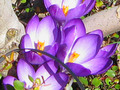Day 49 Happy Crocus Flowers Feb 18 Photo A Day