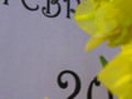Day 51 Double Daffodils is Our Weekly Bouquet Feb 20