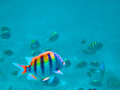 Day 62 Bahamas tropical fish Memory Photo A Day