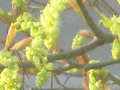 Day 78 New Maple Tree Blossoms Mar 19 Photoaday