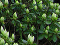Day 102 Azalea Buds April 12 Photoaday