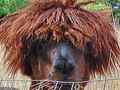 Funny Llama from Beryl 2010