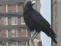 Day 139 A Visit from a Common Crow May 19 Photoaday